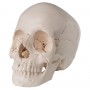 Crâne articulé 3B Scientific - version anatomique, 22 pièces