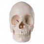Crâne articulé 3B Scientific - version anatomique, 22 pièces