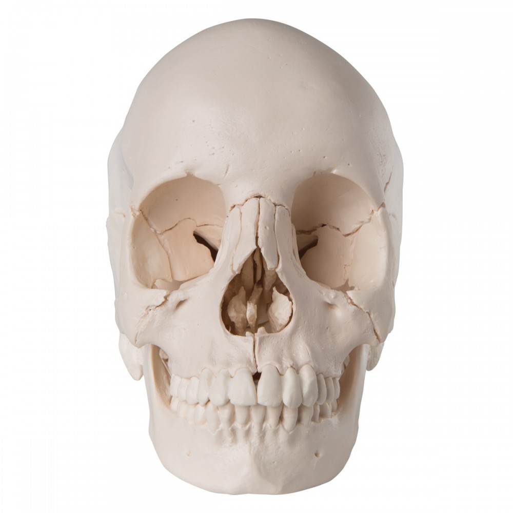 Crâne anatomique articulé au meilleur prix chez Toomed