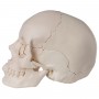 Crâne articulé 3B Scientific - version anatomique, 22 pièces