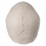 Crâne articulé 3B Scientific - version anatomique, 22 pièces