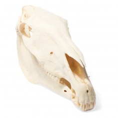 Crâne de cheval (Equus ferus caballus), modèle préparé
