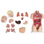 Torse miniature, 16 parties, à double sexe  