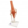 genou luxe model resine 