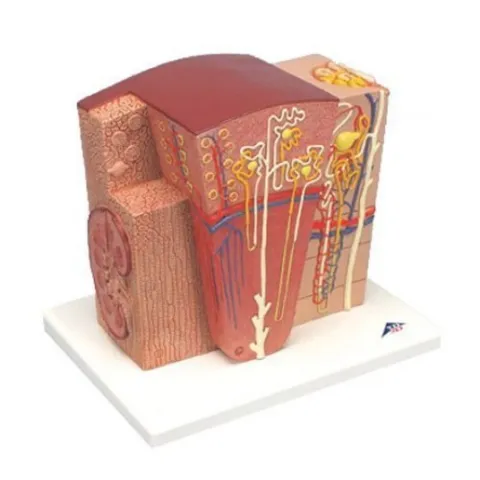 Rein 3B MICROanatomy