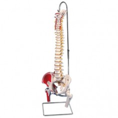 Colonne vertébrale classique flexible avec moignon de femur 