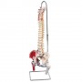 Colonne vertébrale classique flexible avec moignon de femur 