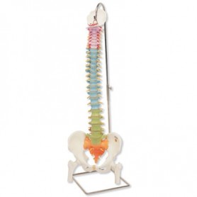 Colonne vertébrale flexible didactique avec moignons de fému 