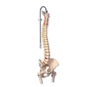 Colonne vertébrale flexible pour la forte sollicitation 