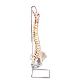 Colonne vertébrale flexible pour la forte sollicitation 