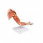 Muscles du bras, version luxe, en 6 parties 