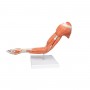Muscles du bras, version luxe, en 6 parties 