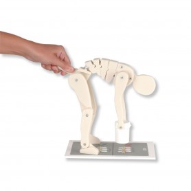 Figure de démonstration: « lever correctement » 