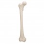 Model d'anatomie de Fémur droit humain