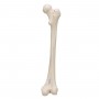 Model d'anatomie de Fémur droit humain