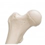 Model d'anatomie de Fémur droit humain