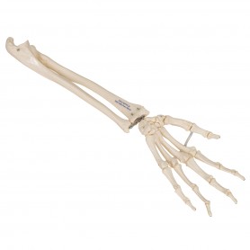 Squelette de la main avec radius et ulna (cubitus), montage 