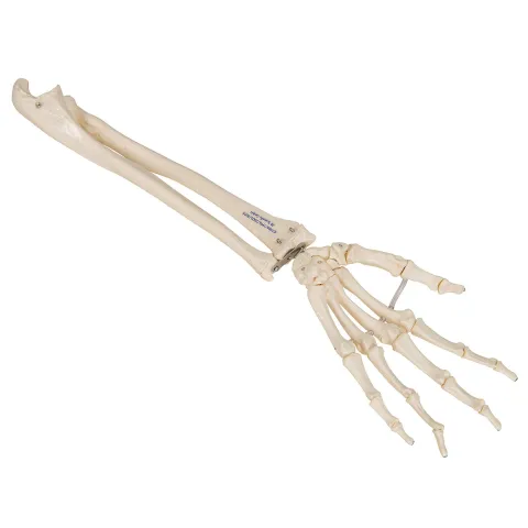 Squelette de la main avec radius et ulna (cubitus), montage