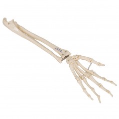Squelette de la main avec radius et ulna (cubitus), montage articulé et élastique