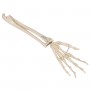 Squelette de la main avec radius et ulna (cubitus), montage 