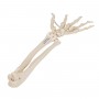 Squelette de la main avec radius et ulna (cubitus), montage 