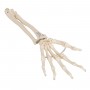 Squelette de la main avec radius et ulna (cubitus), montage 