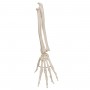 Squelette de la main avec radius et ulna (cubitus), montage 