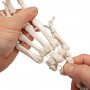 Squelette de la main avec radius et ulna (cubitus), montage 
