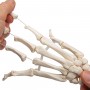 Squelette de la main avec radius et ulna (cubitus), montage 