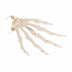 Squelette de la main sur fil de nylon - 3B Scientific