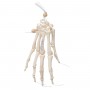 Squelette de la Main montée librement sur fil de nylon, droi 