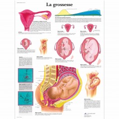 Planche anatomique- la grossesse