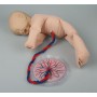 Poupée foetus avec placenta