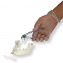Crâne avec dents pour extraction, en 4 parties 
