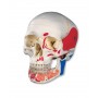 Crâne classique avec mandibule ouverte et peinte, en 3 parti 