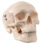 Crâne miniature, en 3 parties 