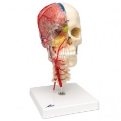 Crâne démontable 3b Scientific didactique de luxe