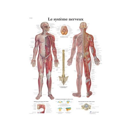 Planche anatomique