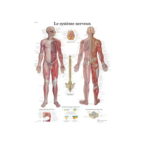 Planche anatomique