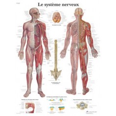 Planche anatomique du système nerveux