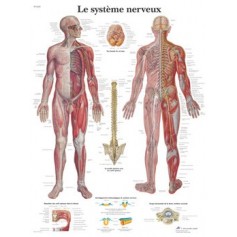 Le système nerveux 