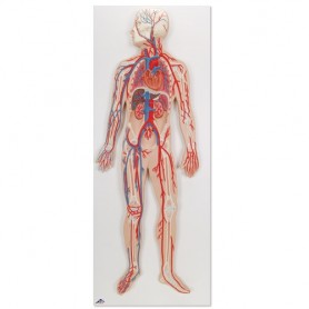 Circulation sanguine 