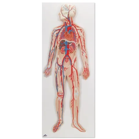 Circulation sanguine