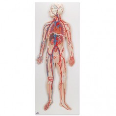 Circulation sanguine 