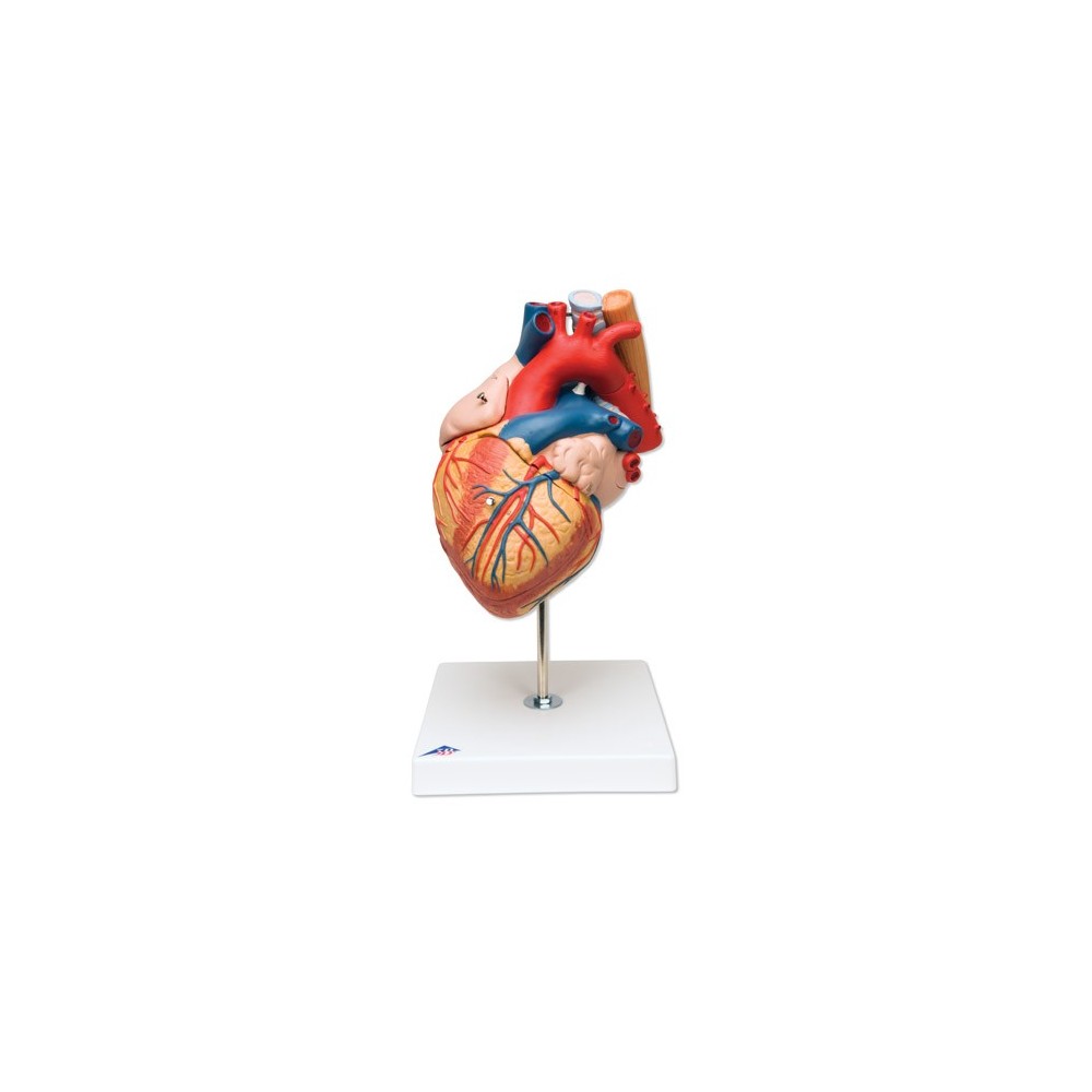 anatomie du cœur humain