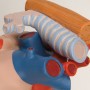 Coeur avec trachée et oesophage agrandi 2 fois, en 5 parties 