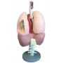 POUMON, CŒUR, LARYNX ET DIAPHRAGME