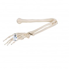 Squelette du membre supérieur - 3B Scientific