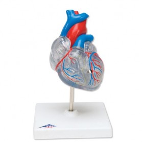 Coeur classique avec système de conduction 
