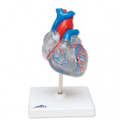Coeur classique avec système de conduction 